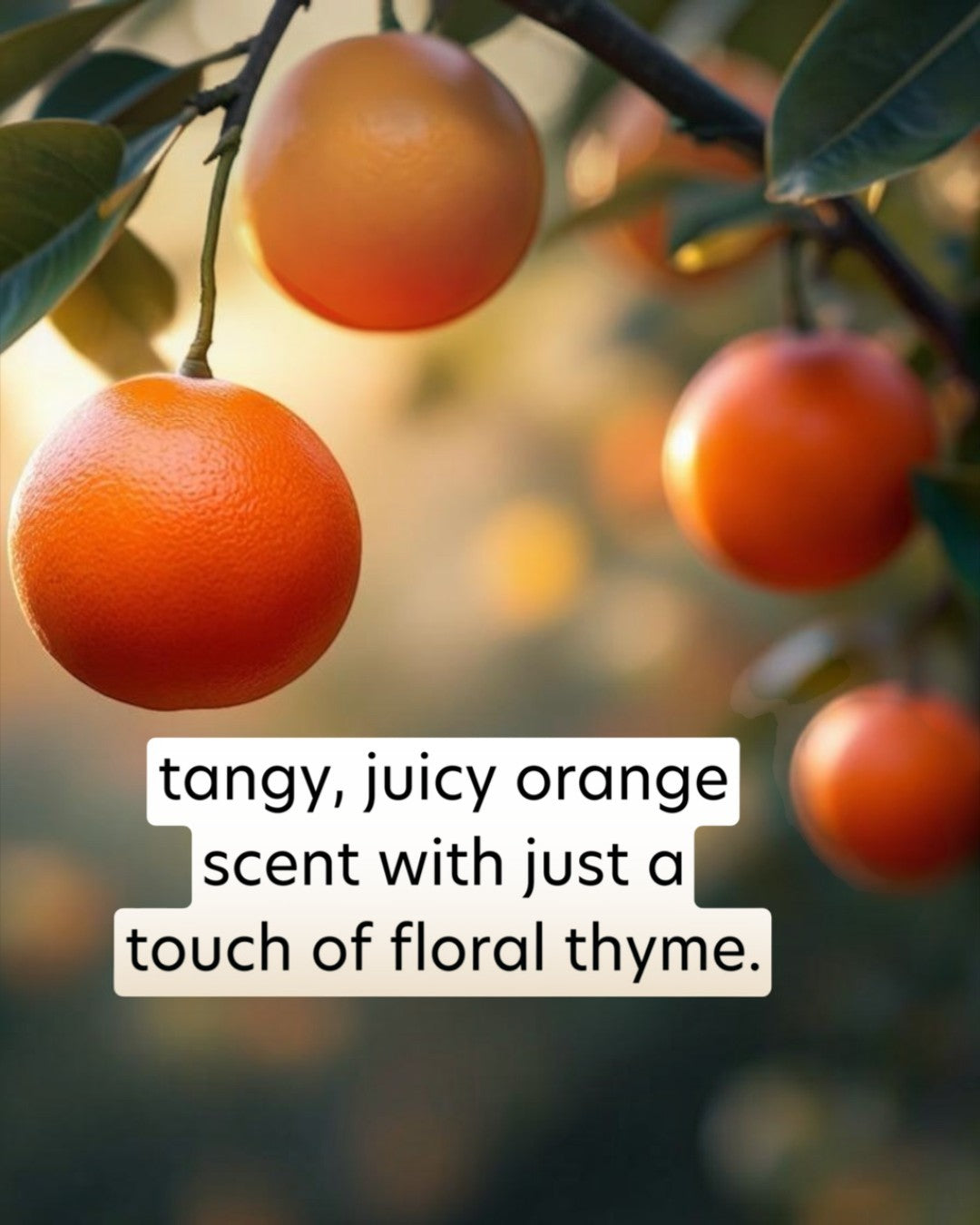 Oranges hanging on a tree with a text overlay describing their scent.
