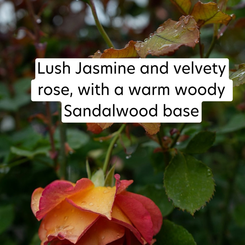 Sandalwood Rose Lotion