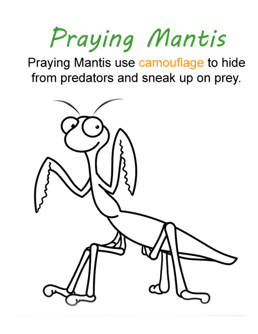 Bugs are Cool! Praying Mantis Coloring Sheet