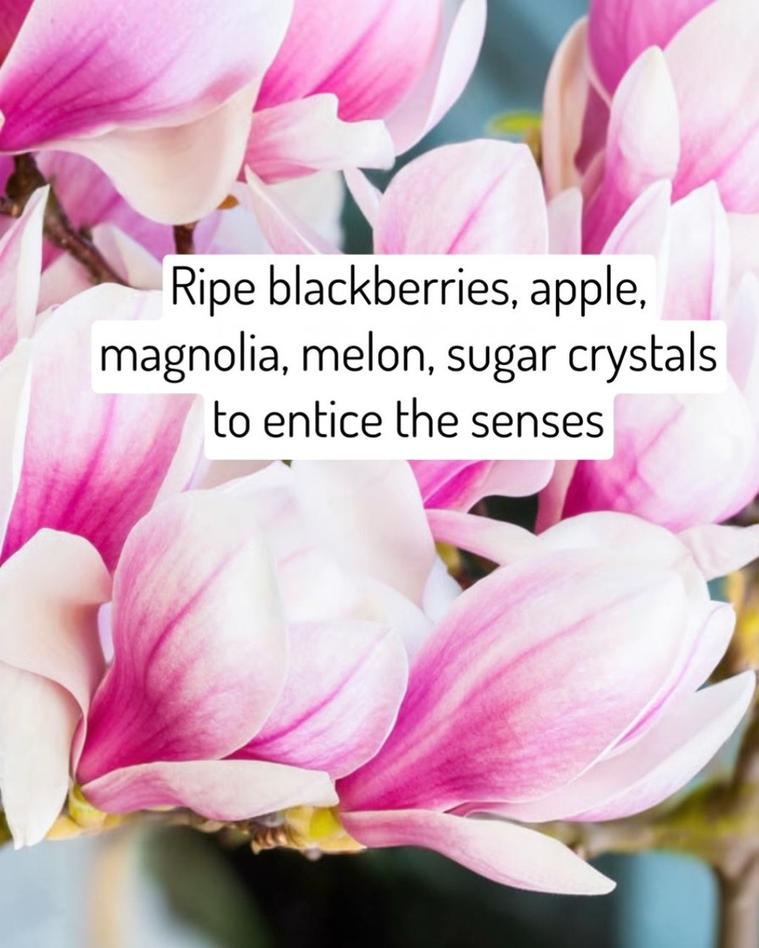 Close-up of pink magnolia flowers with text overlay.