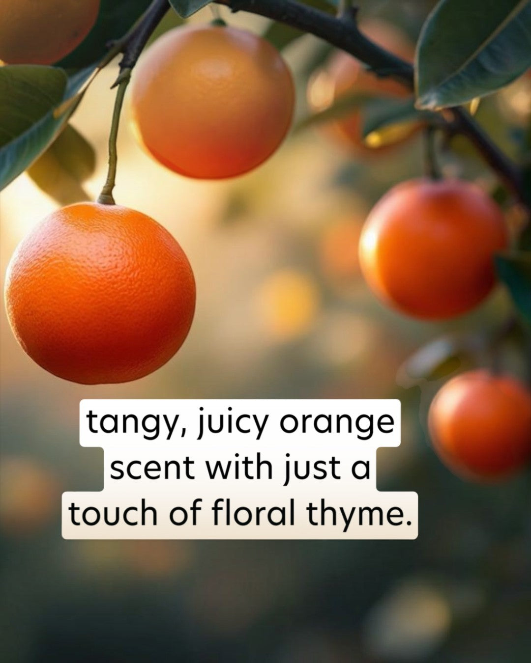 Oranges hanging on a tree with a text overlay describing their scent.