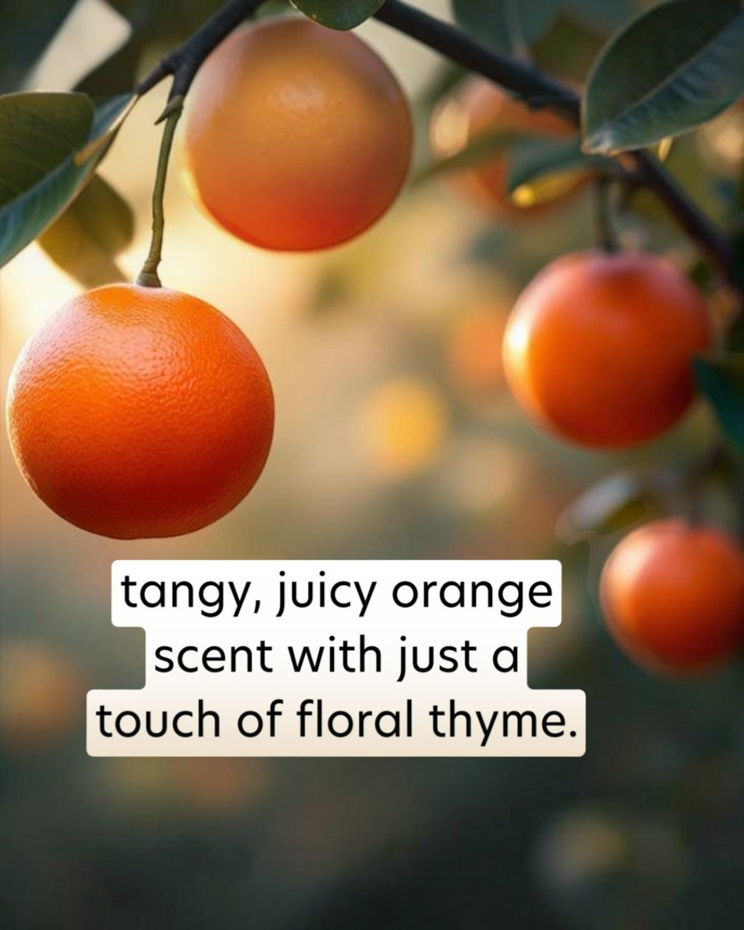 Oranges hanging on a tree with a text overlay describing their scent.