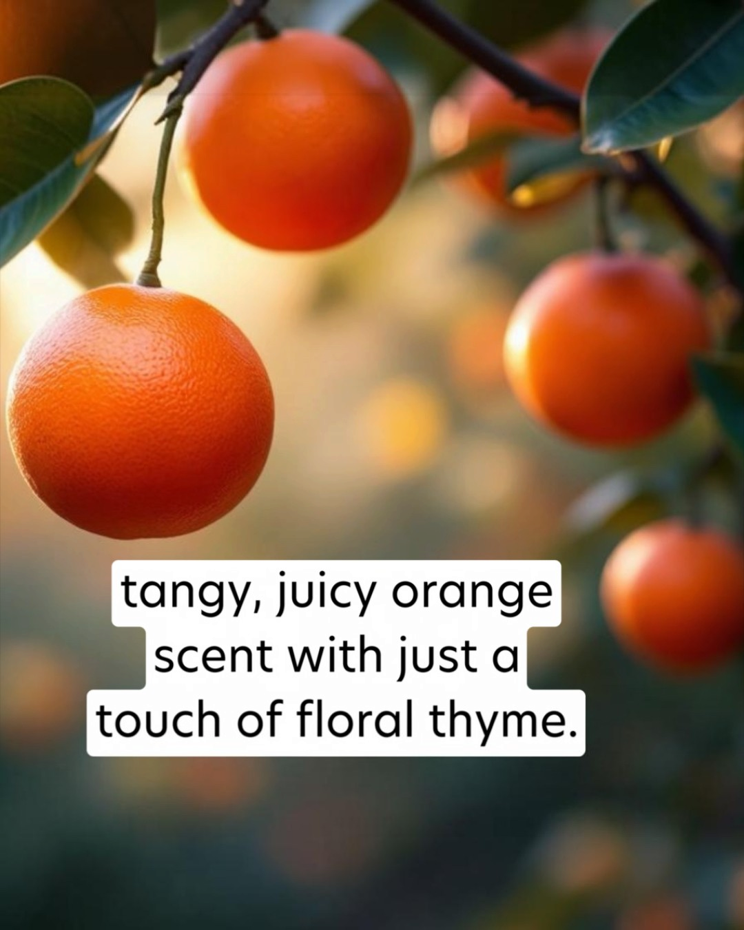 Oranges hanging on a tree with a text overlay describing their scent.