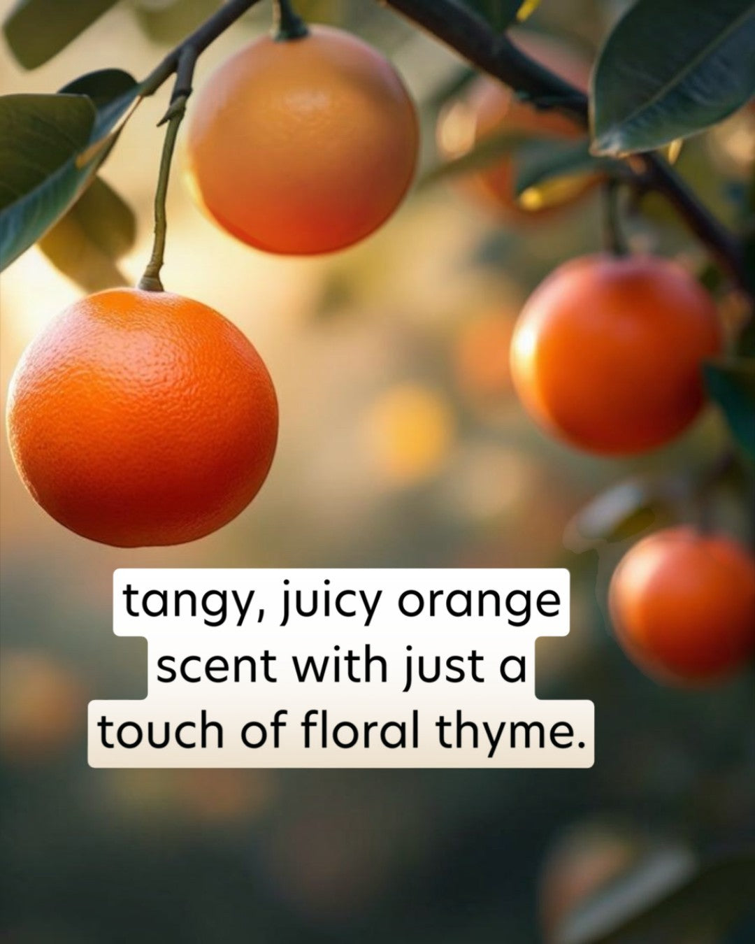 Oranges hanging on a tree with a text overlay describing their scent.