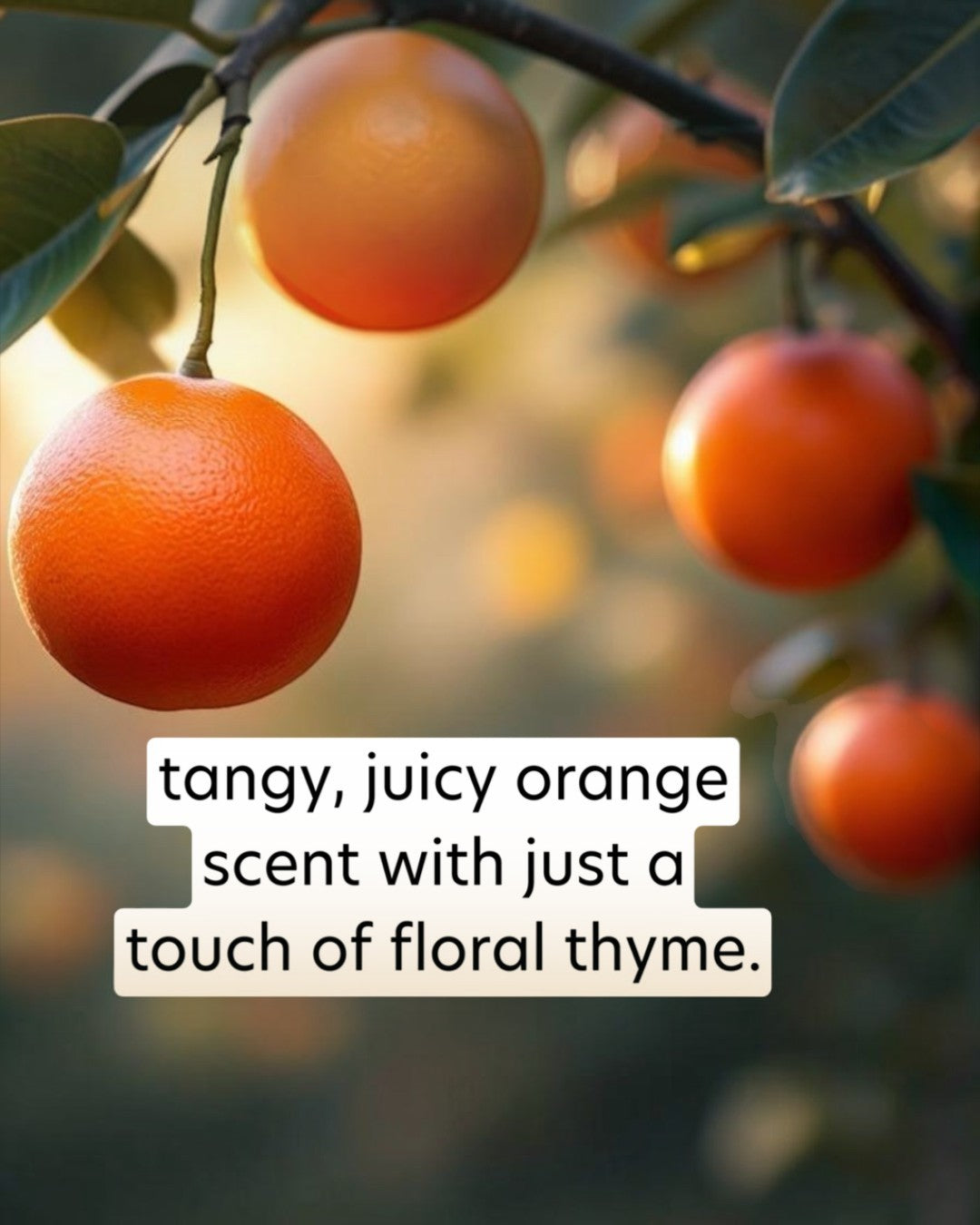 Oranges hanging on a tree with a text overlay describing their scent.