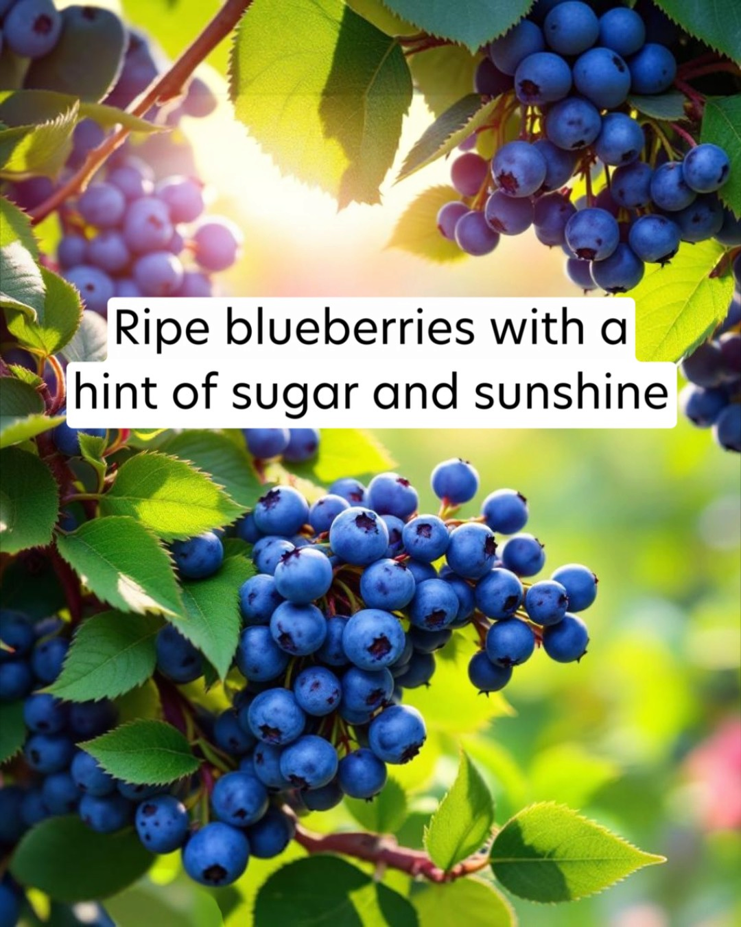 Ripe blueberries with green leaves and a bright background