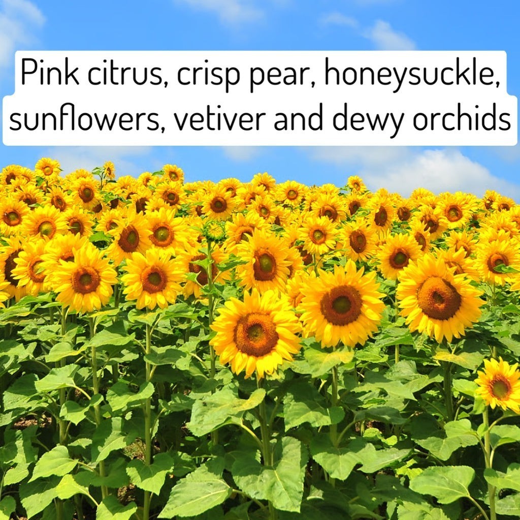Sunflower field with a blue sky and text overlay about scents.